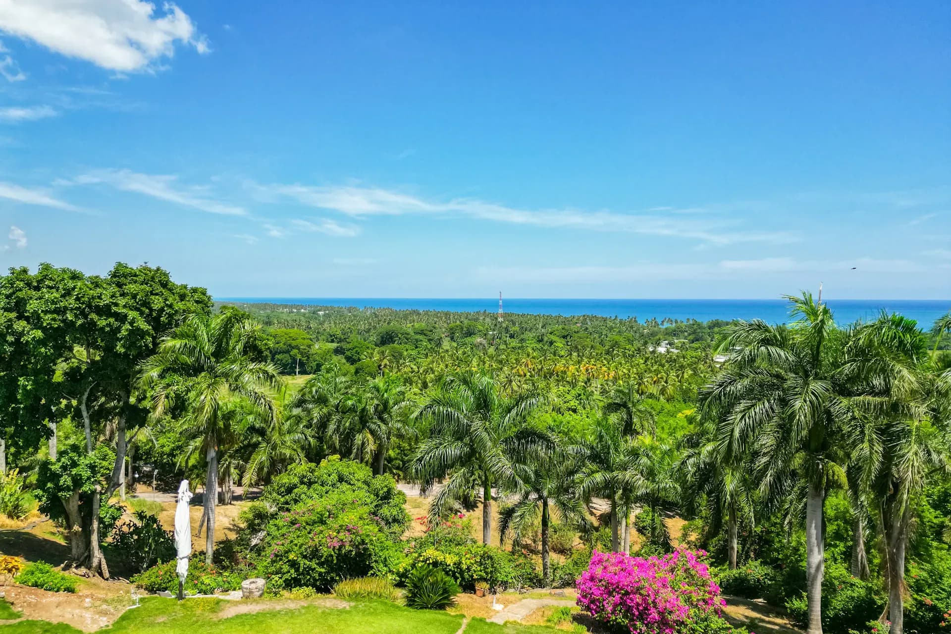 Ocean View through the deep jungle of palm trees, North Coast of Dominican Republic